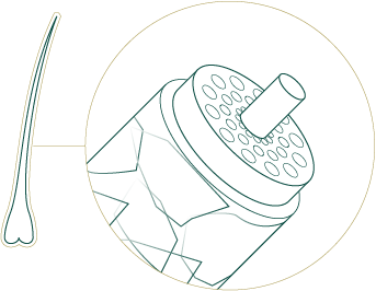 ilustración de la composición de una fibra de cabello
